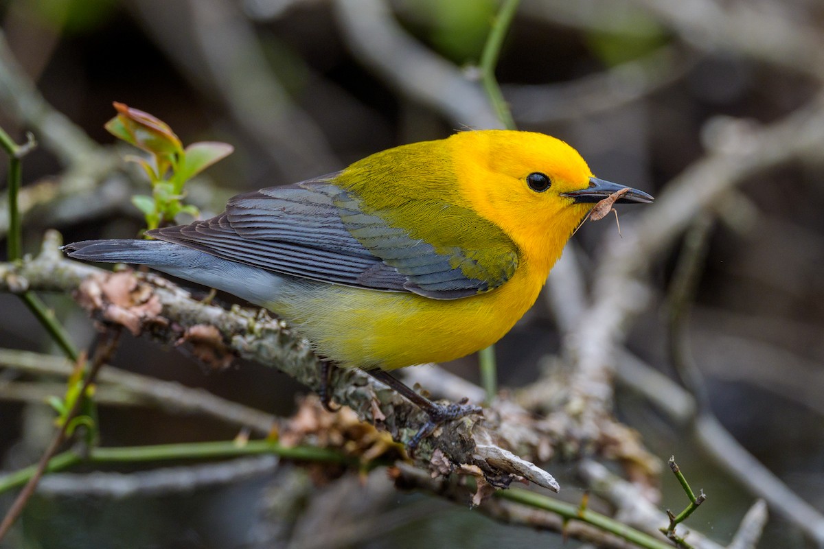 Prothonotary Warbler - ML618030851
