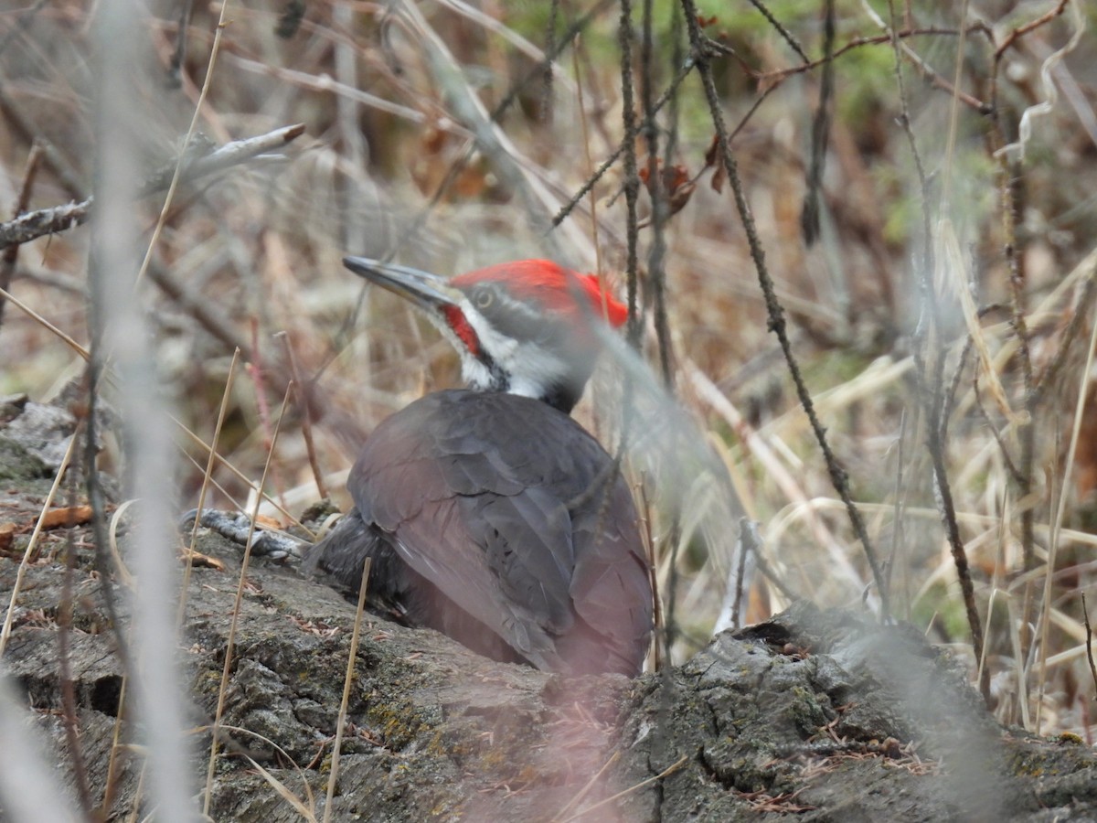 Pileated Woodpecker - ML618030893