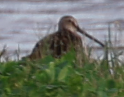 Long-billed Dowitcher - ML618030895