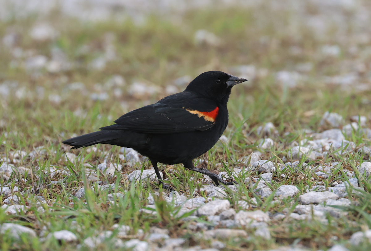 Red-winged Blackbird (Red-winged) - ML618030909