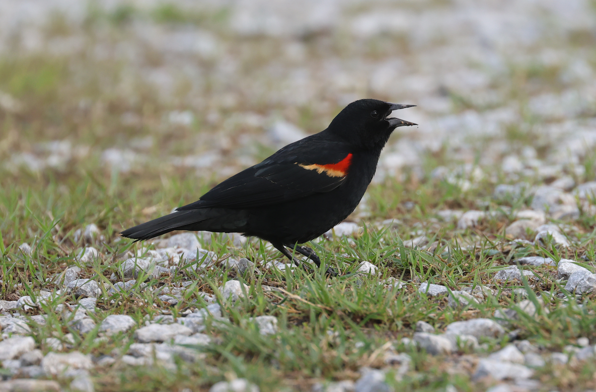 Red-winged Blackbird (Red-winged) - ML618030910