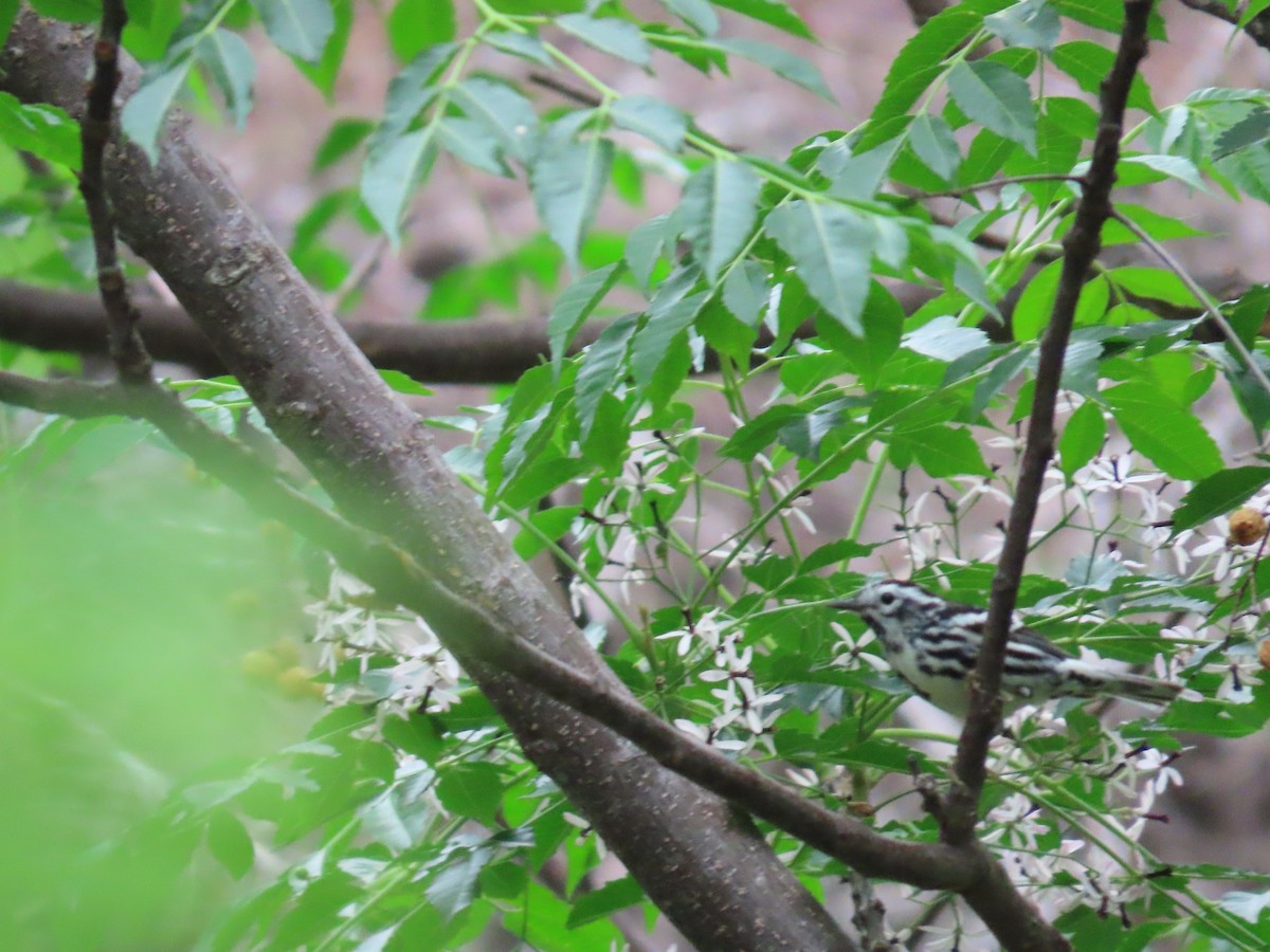 Black-and-white Warbler - ML618030934
