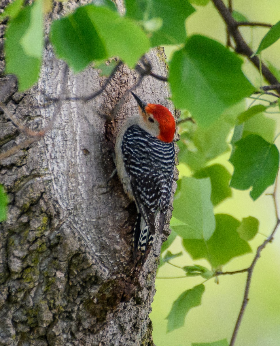 Red-bellied Woodpecker - ML618030942