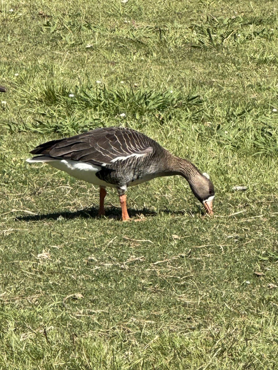 Greater White-fronted Goose - ML618030947