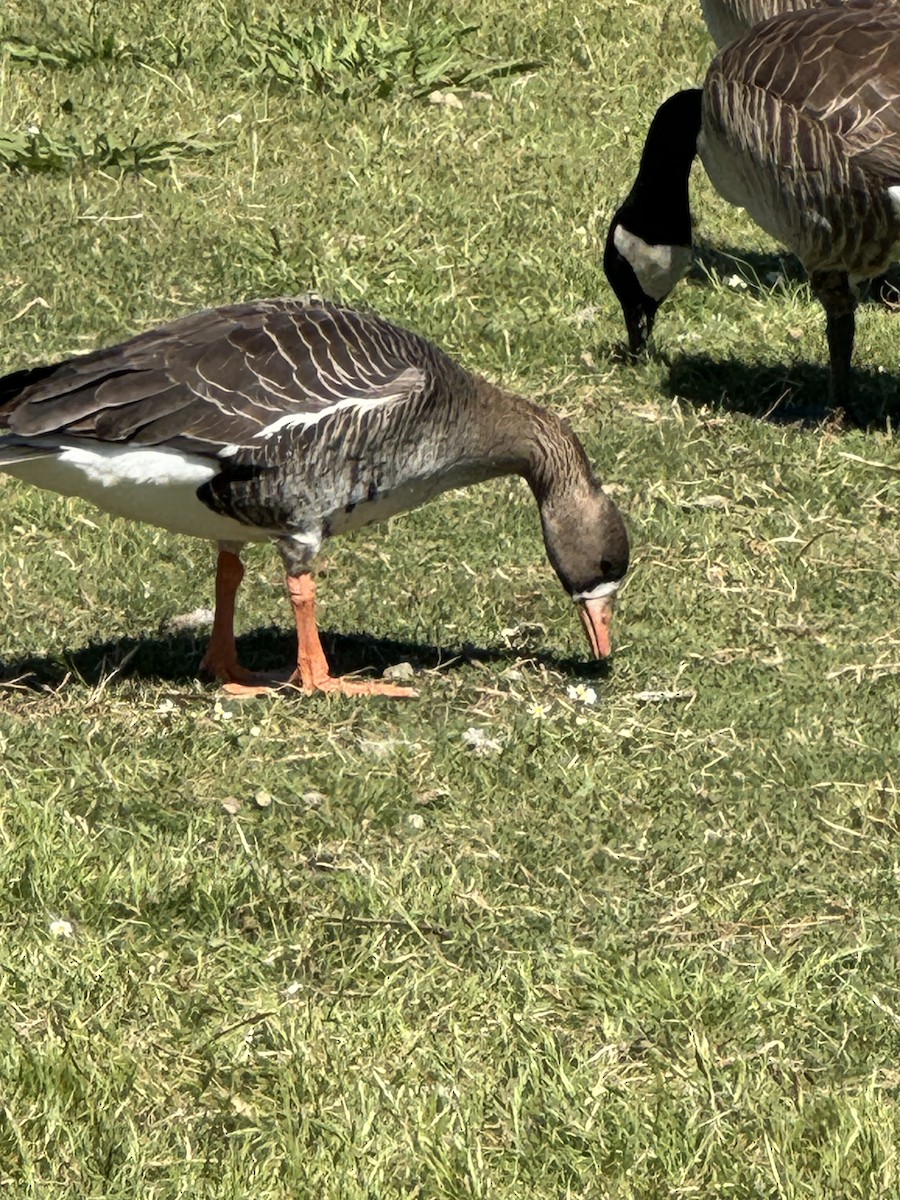 Greater White-fronted Goose - ML618030948