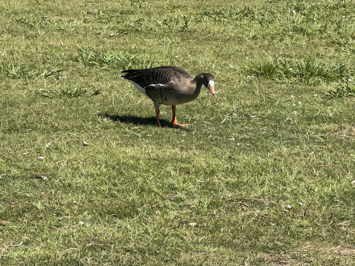 Greater White-fronted Goose - ML618030951