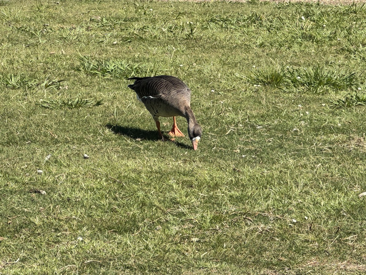 Greater White-fronted Goose - ML618030953