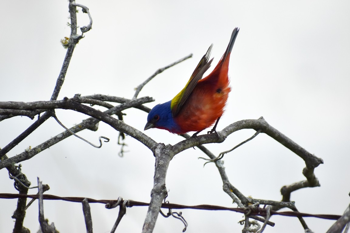 Painted Bunting - ML618030963