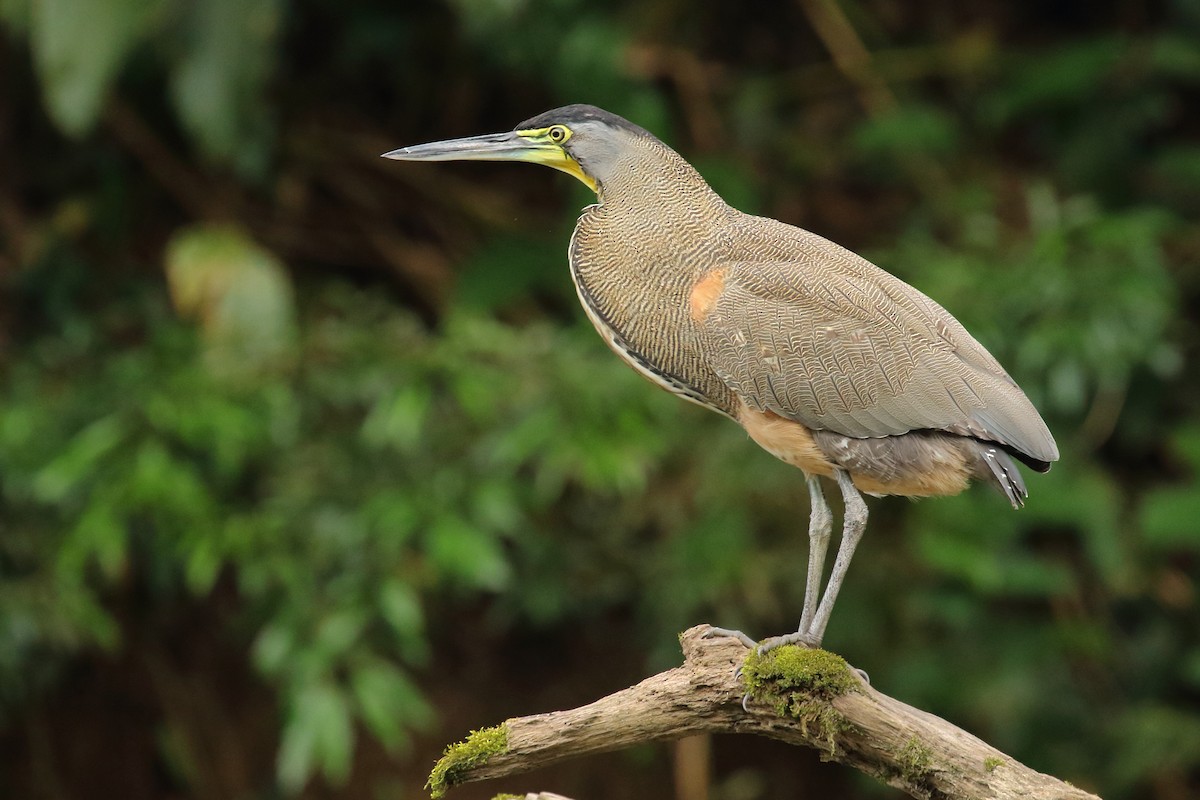 Bare-throated Tiger-Heron - Brian Gibbons