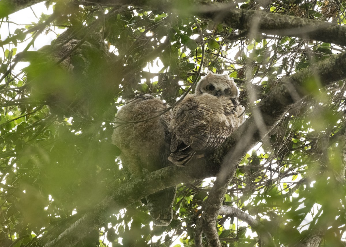 Great Horned Owl - ML618031015