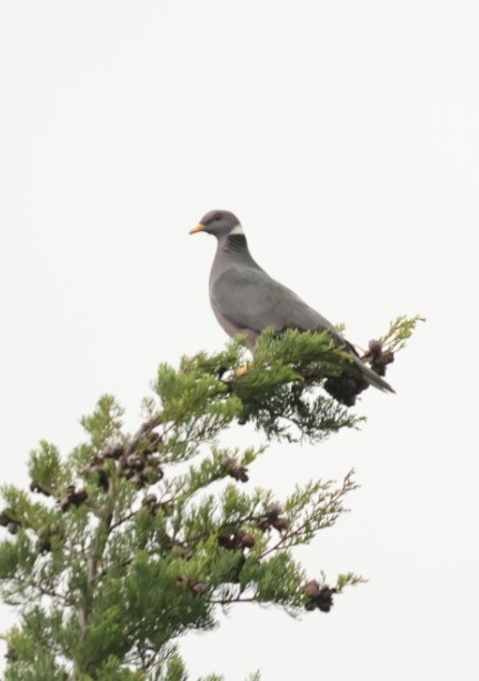 Band-tailed Pigeon - ML618031043