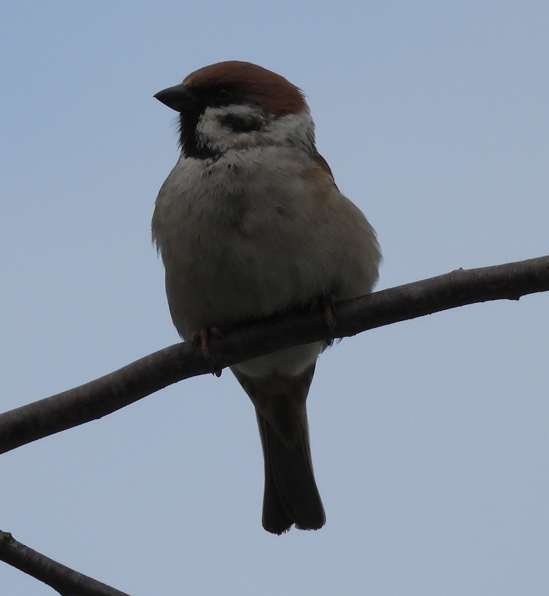 Eurasian Tree Sparrow - ML618031044