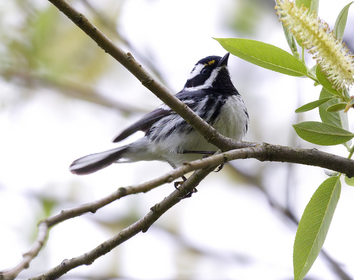 Black-throated Gray Warbler - Gregory Johnson