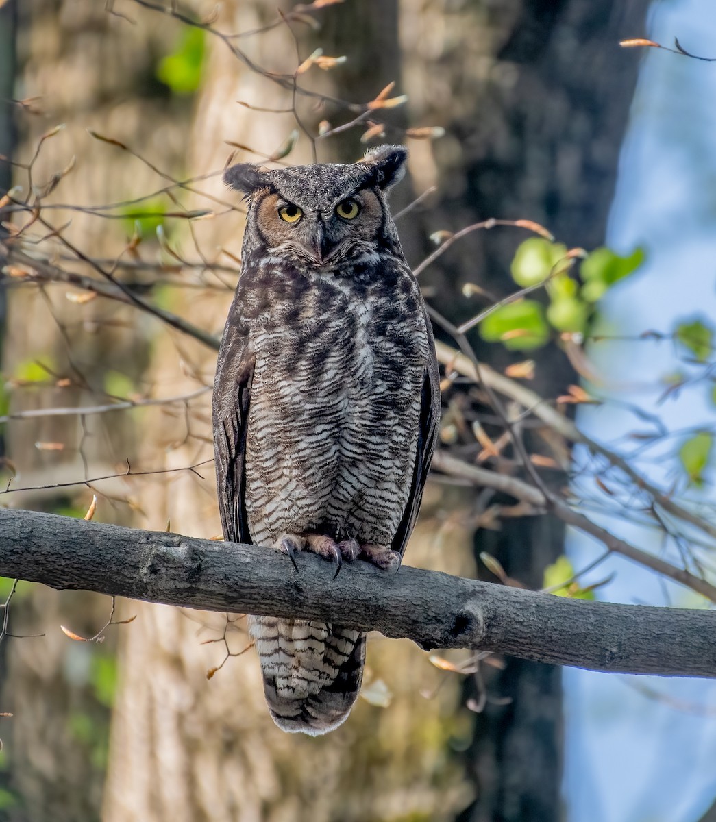 Great Horned Owl - ML618031063