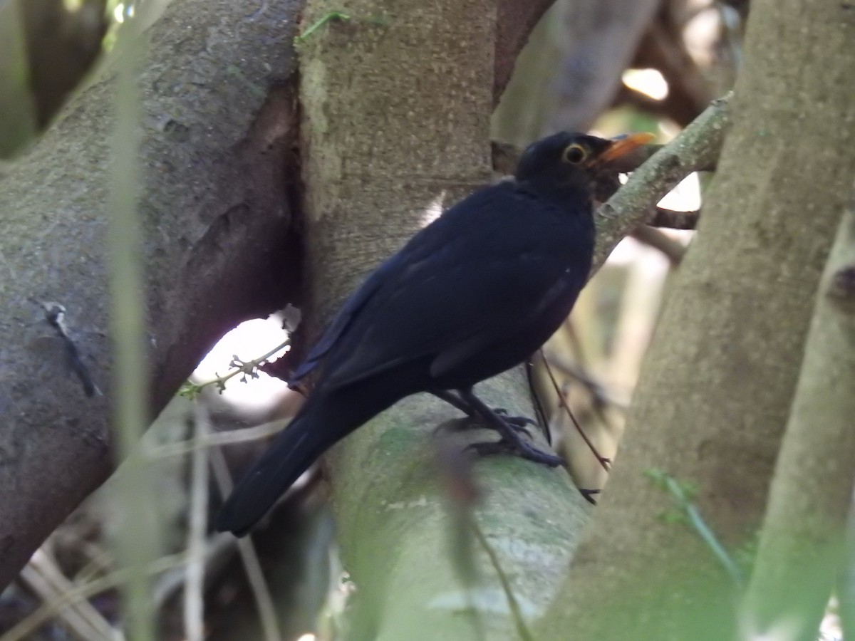 Eurasian Blackbird - ML618031069