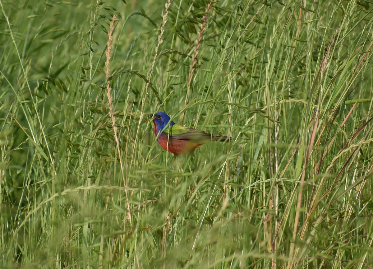 Painted Bunting - ML618031070