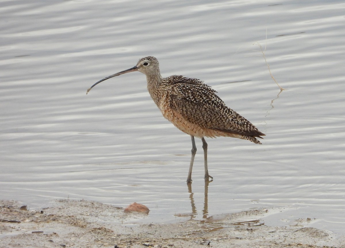Long-billed Curlew - ML618031073