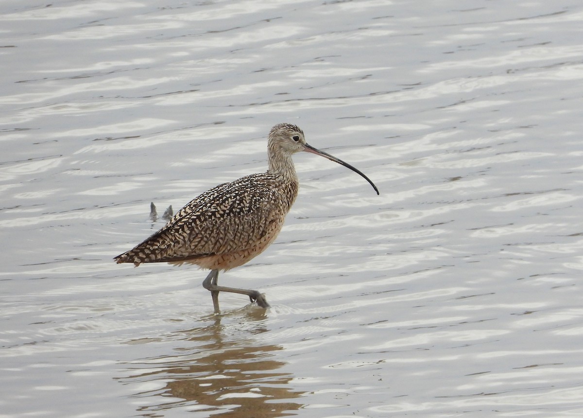Long-billed Curlew - ML618031074