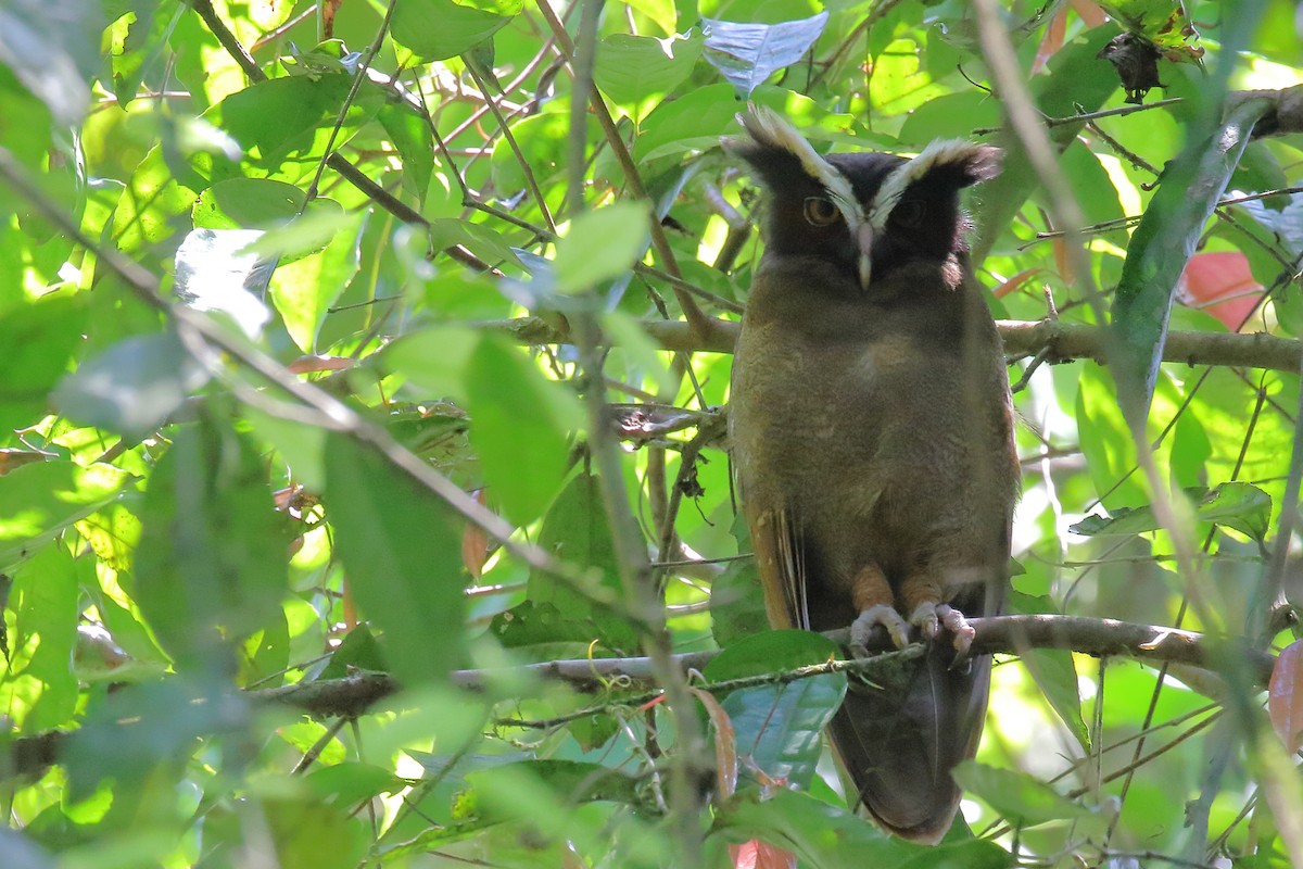 Crested Owl - ML618031106