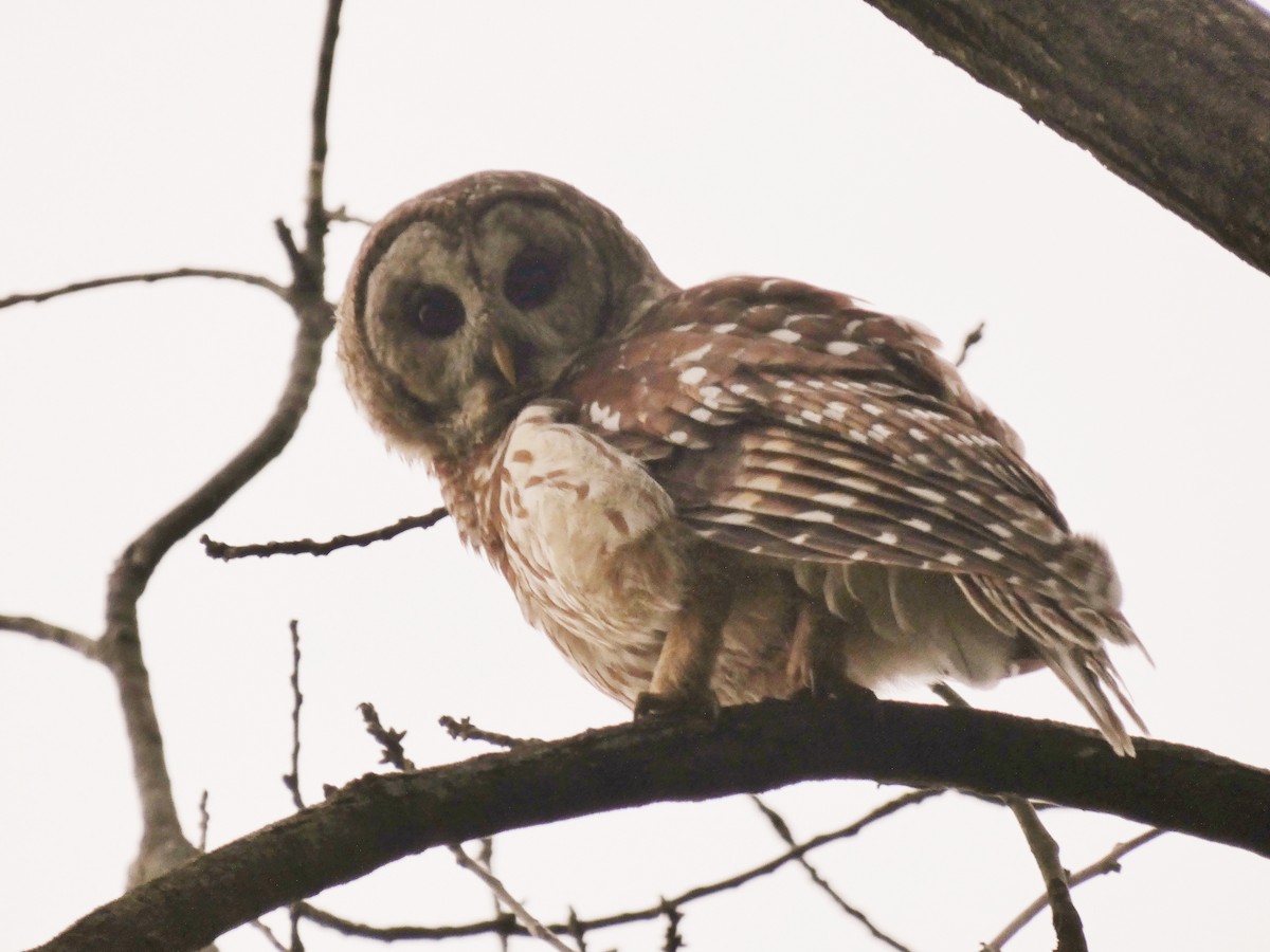 Barred Owl - ML618031158