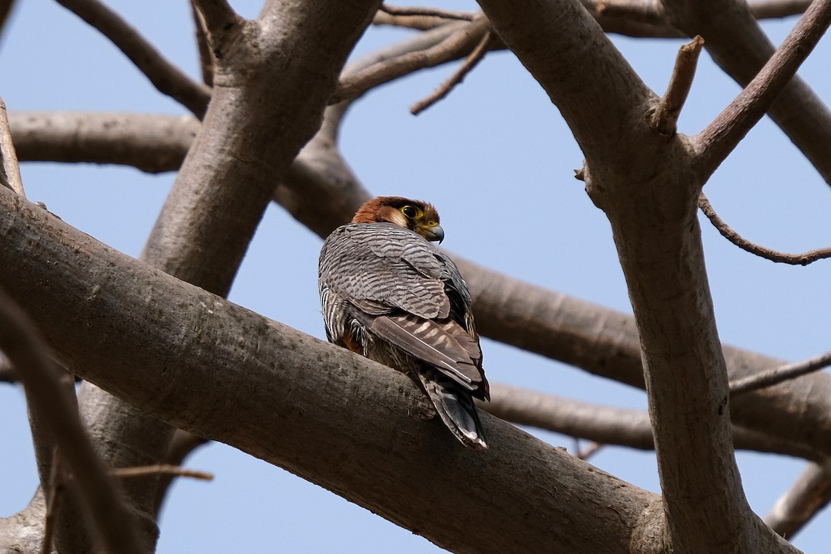 Red-necked Falcon - ML618031164