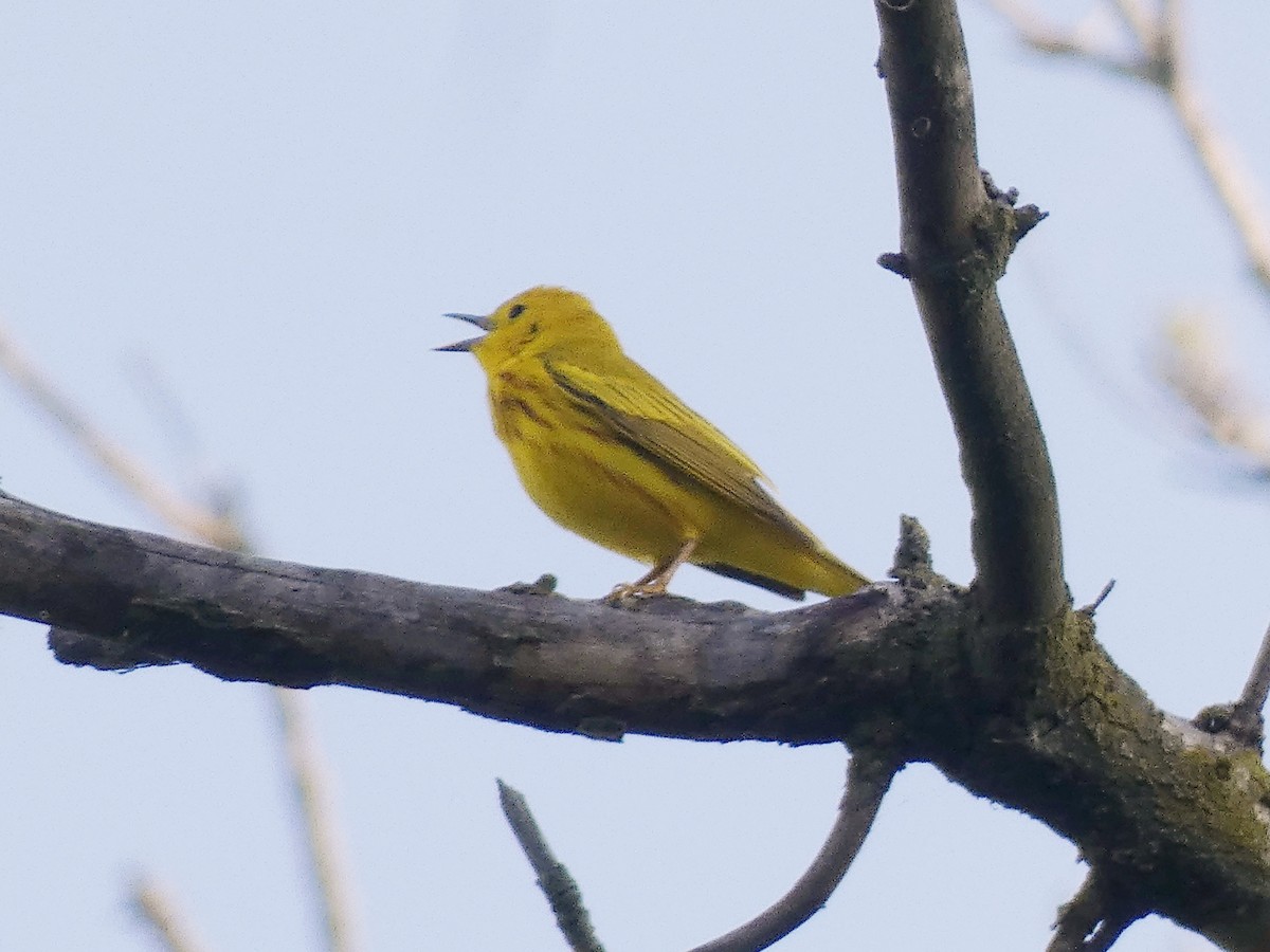 Yellow Warbler - ML618031189