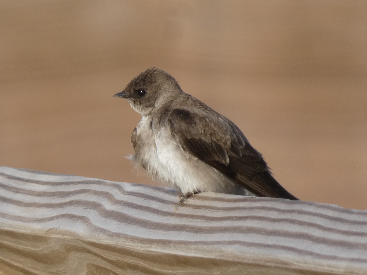 Northern Rough-winged Swallow - ML618031200