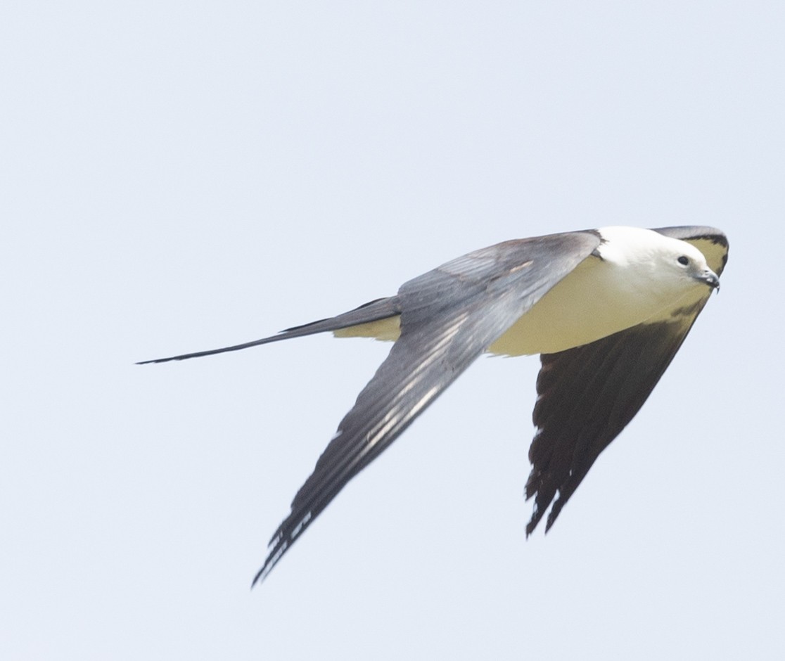 Swallow-tailed Kite - ML618031228