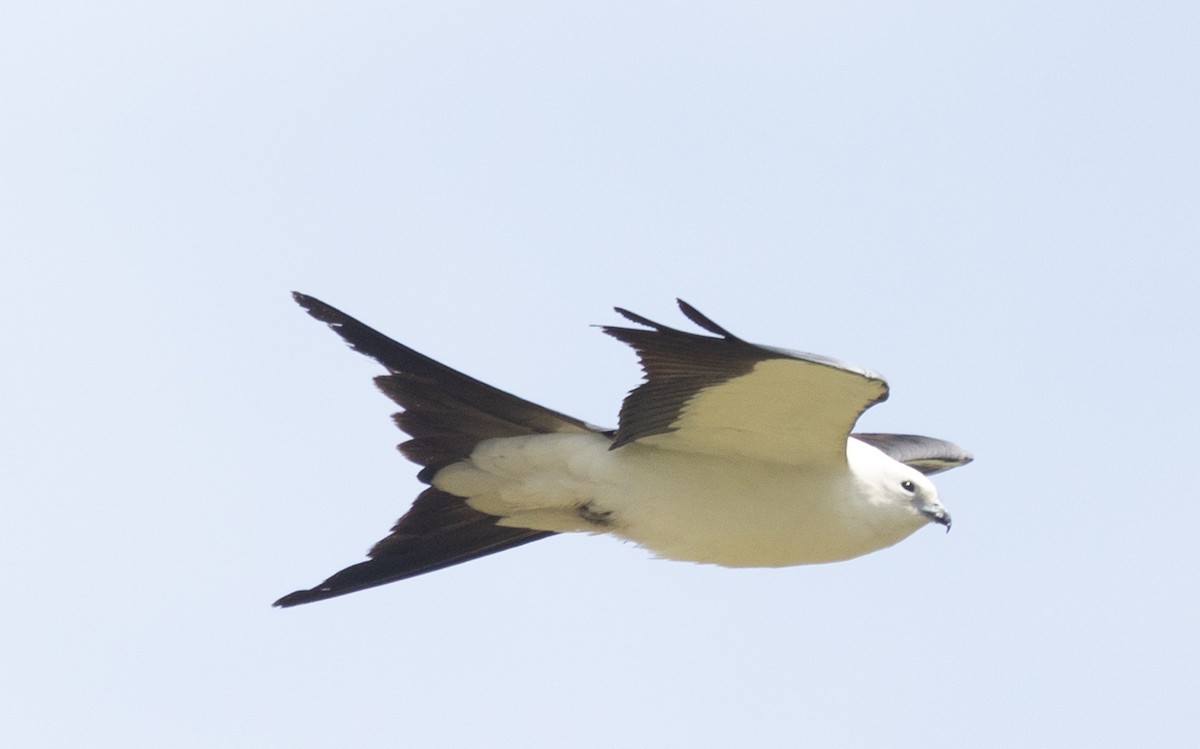 Swallow-tailed Kite - Jason Forbes