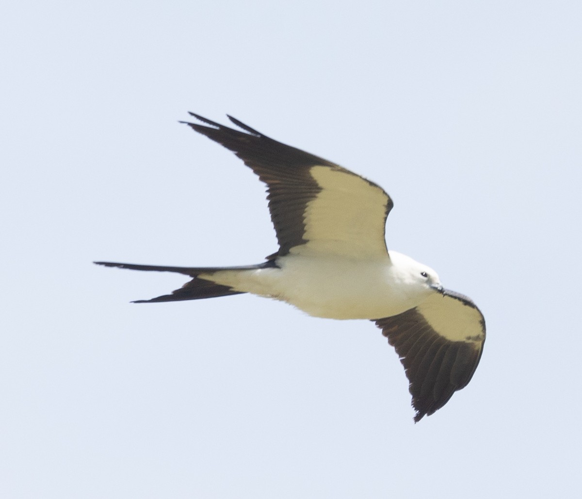 Swallow-tailed Kite - ML618031230