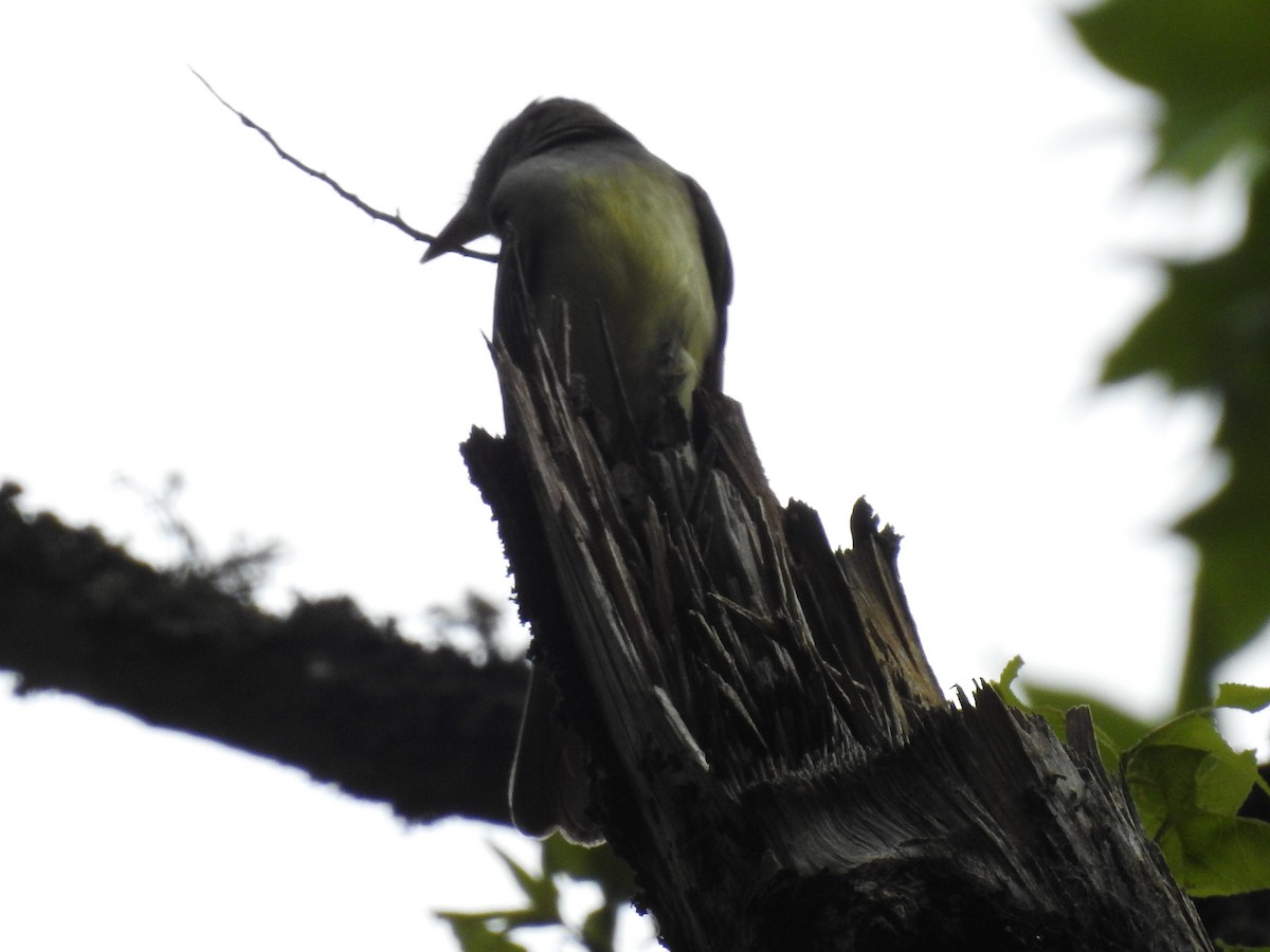 Great Crested Flycatcher - ML618031252