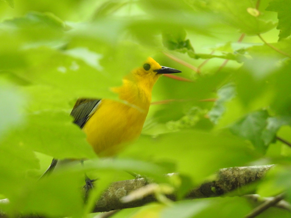 Prothonotary Warbler - ML618031276