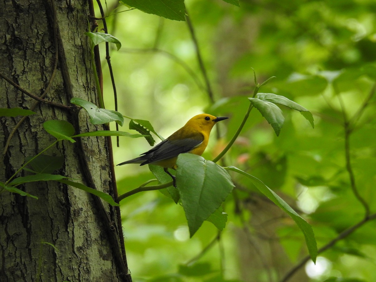 Prothonotary Warbler - Laura Mae