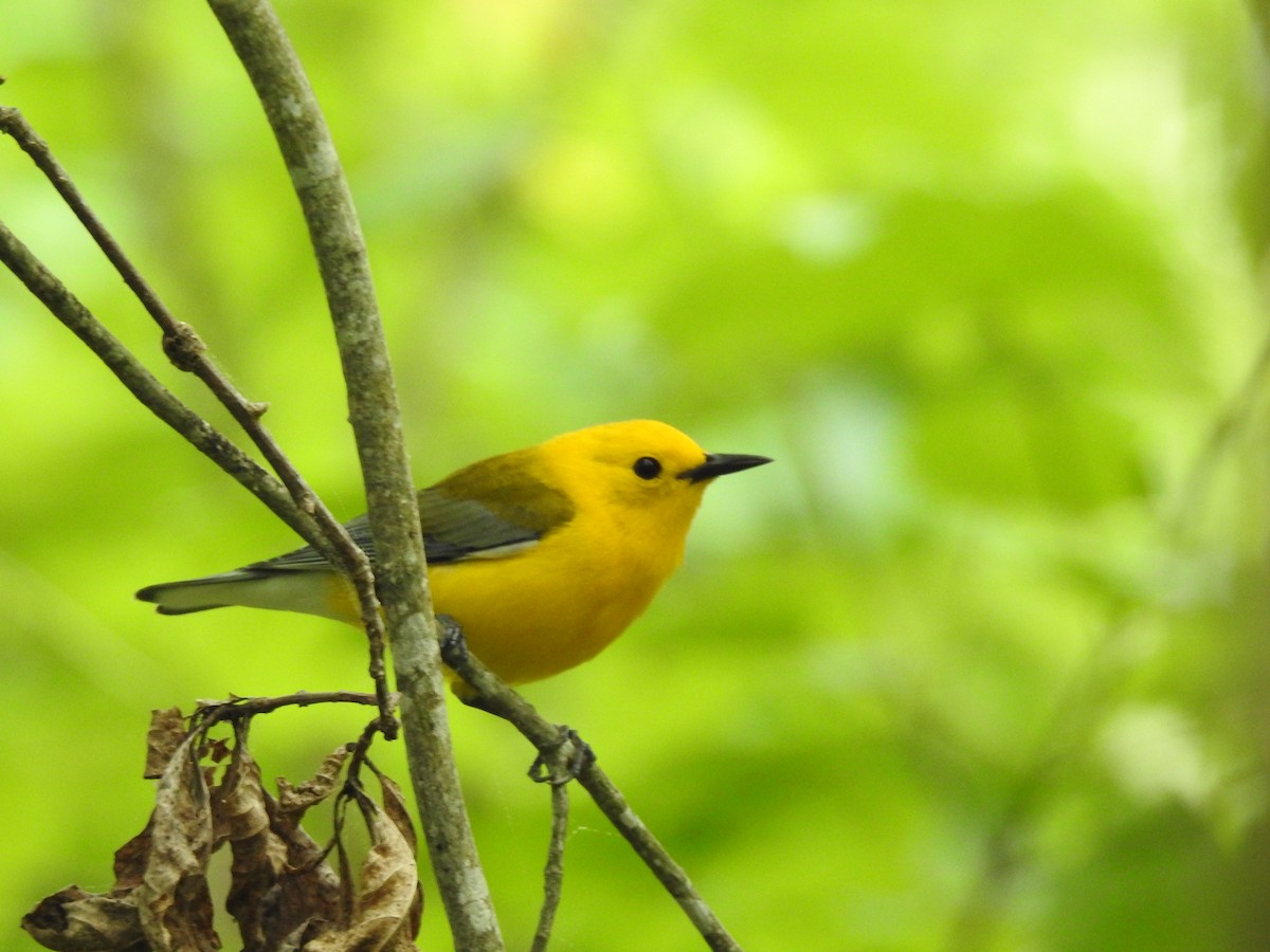 Prothonotary Warbler - Laura Mae