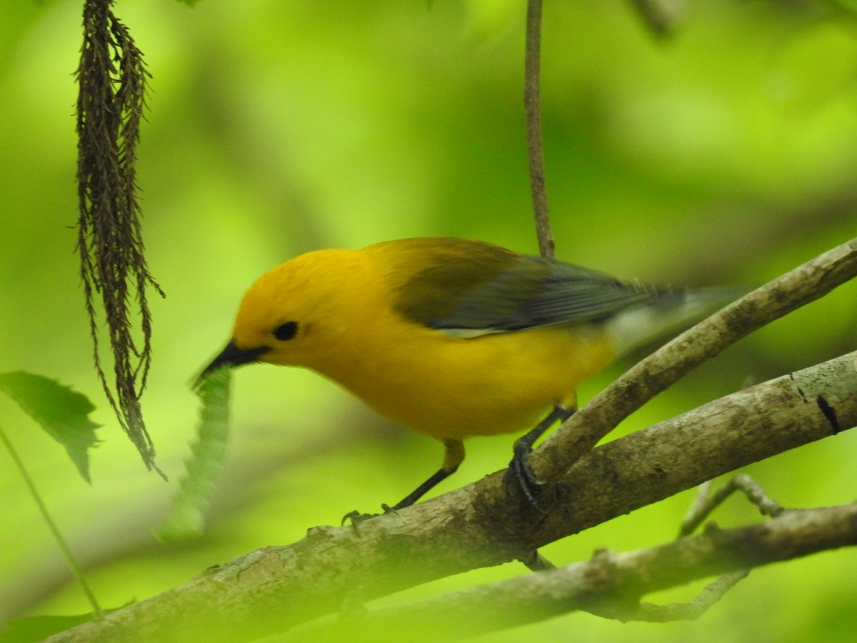 Prothonotary Warbler - ML618031279