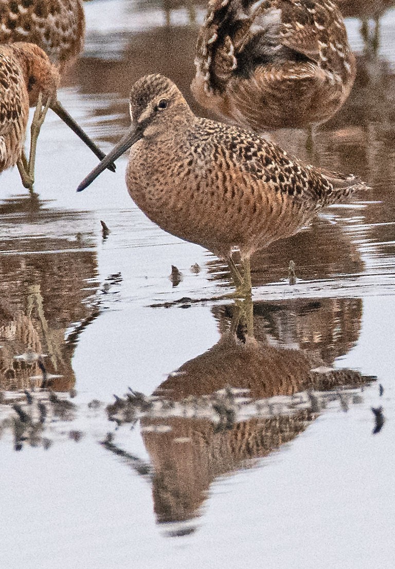 Long-billed Dowitcher - ML618031287