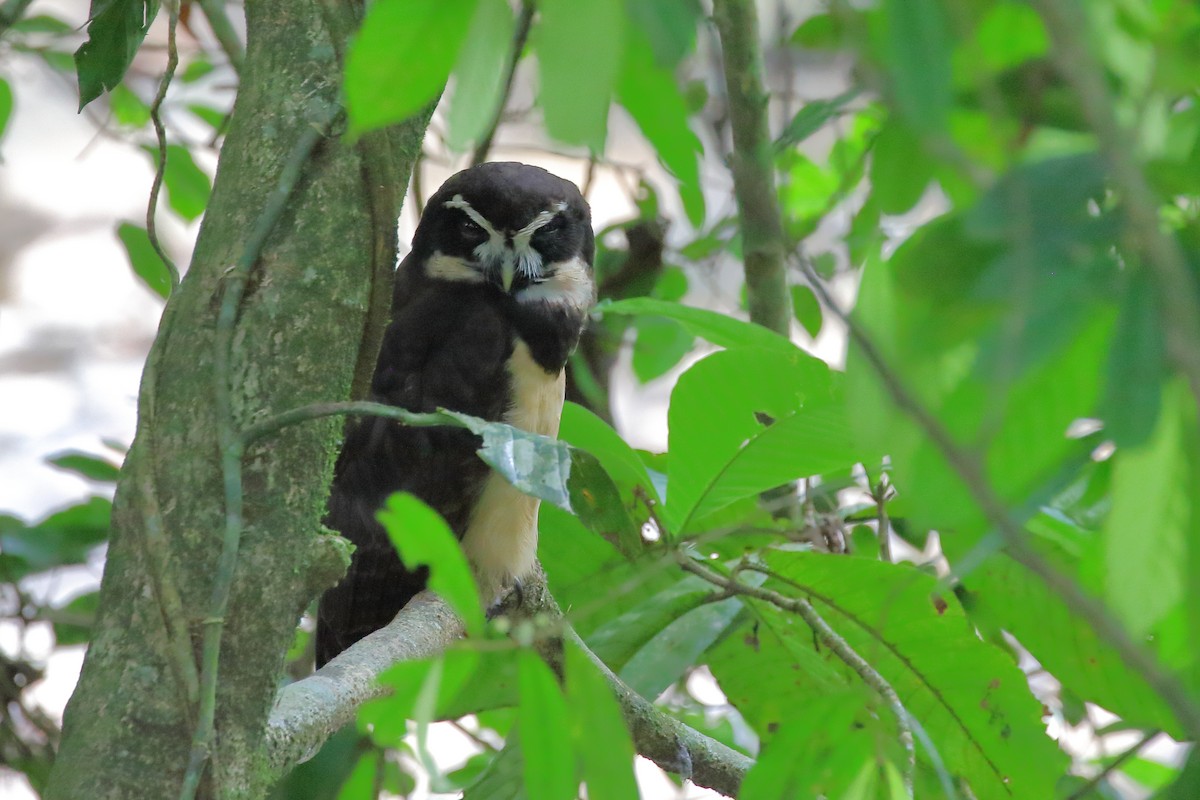 Spectacled Owl - ML618031289