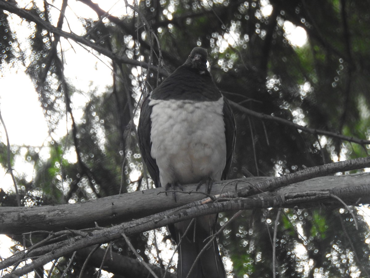 New Zealand Pigeon - ML618031320