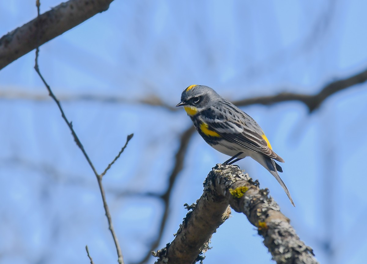 Yellow-rumped Warbler (Myrtle x Audubon's) - Mark Schwan