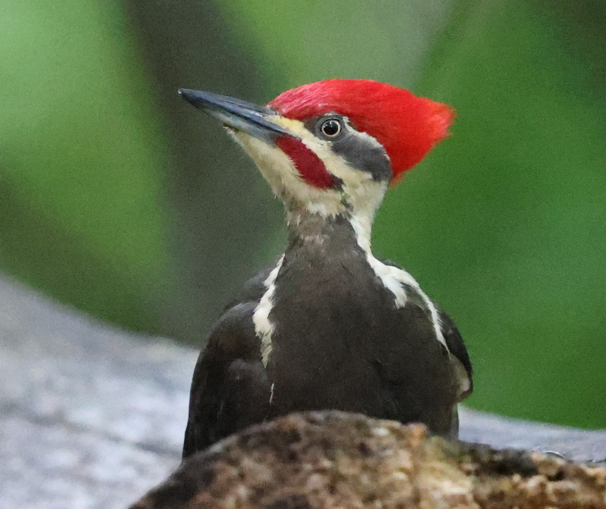 Pileated Woodpecker - ML618031359