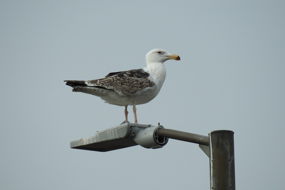 Great Black-backed Gull - Peter Hines