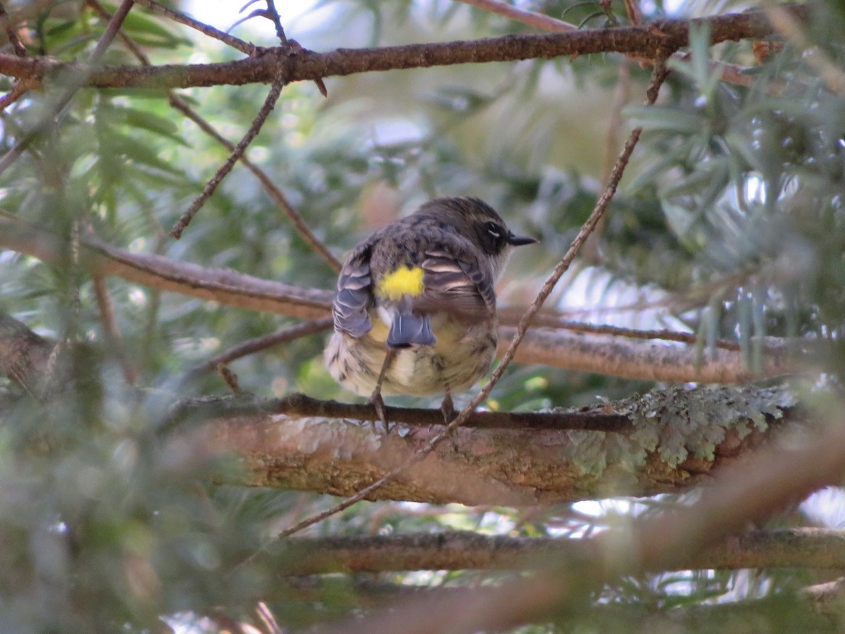 Yellow-rumped Warbler (Myrtle) - Deb Caron
