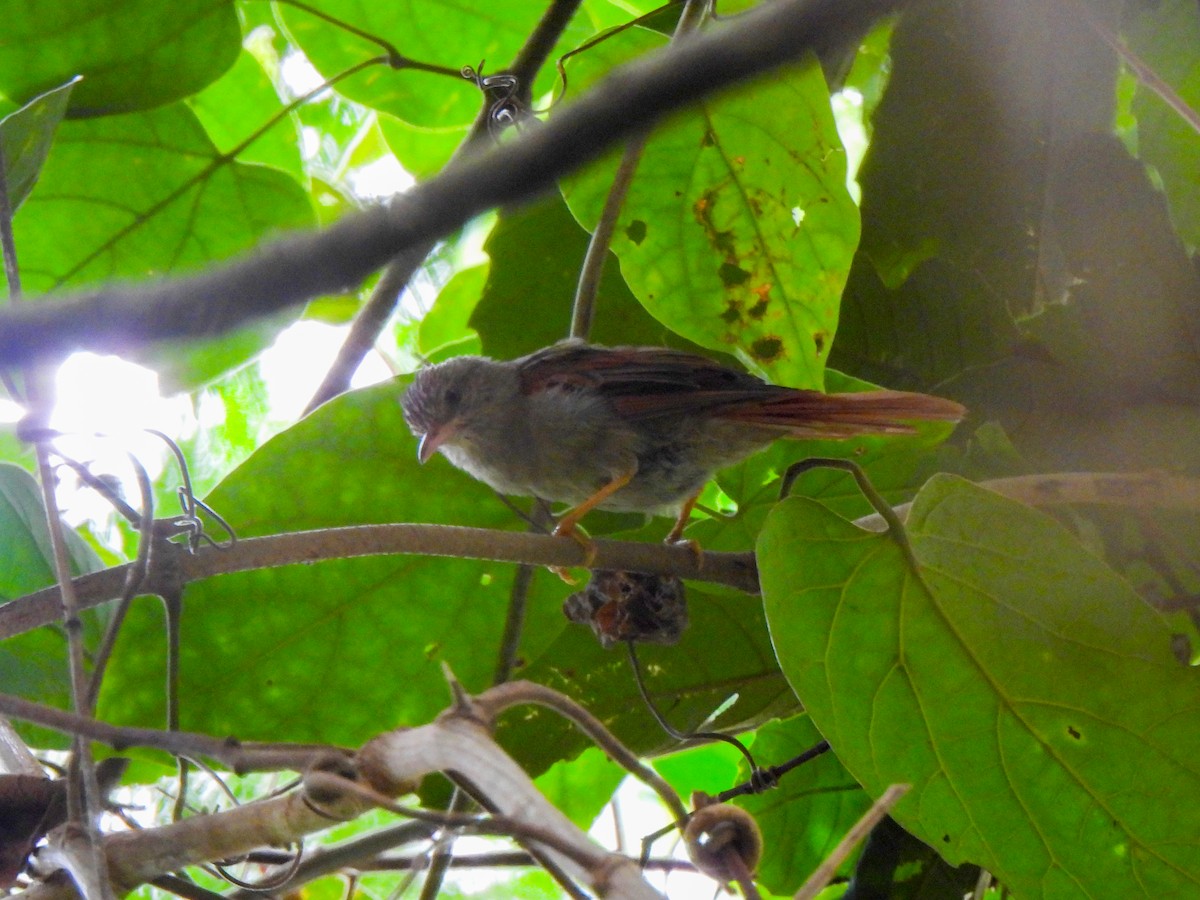 Crested Spinetail - ML618031375
