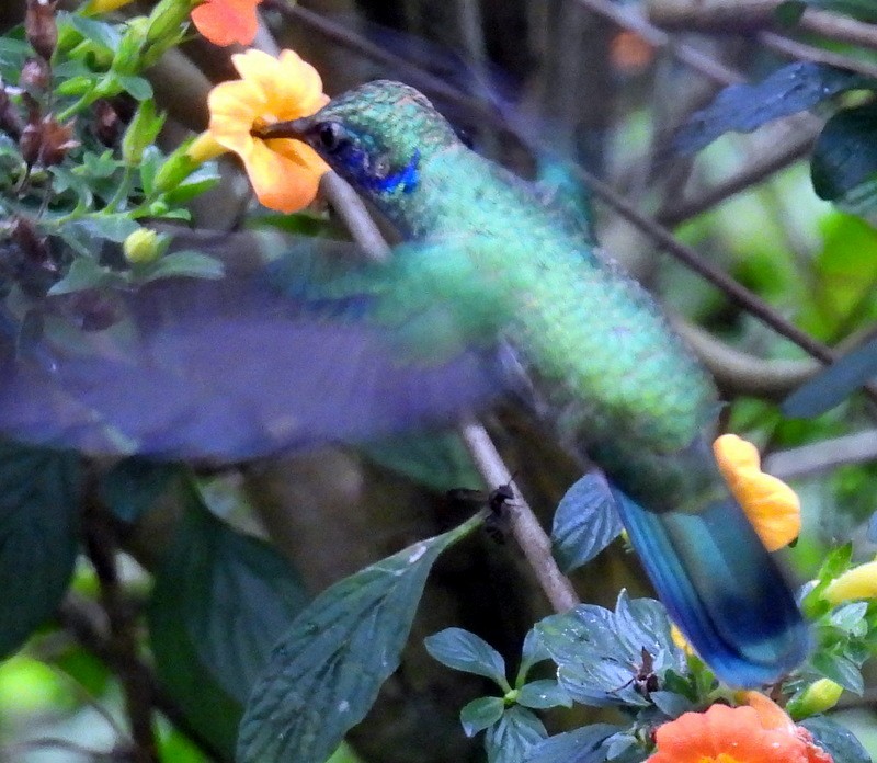 kolibřík modrouchý - ML618031412