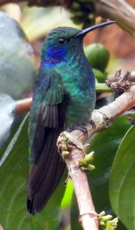 kolibřík modrouchý - ML618031423