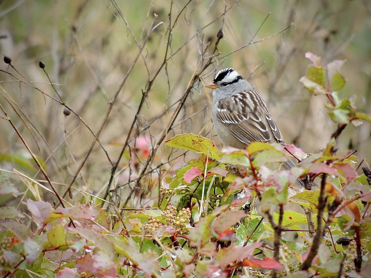 White-crowned Sparrow - Brian Benoit