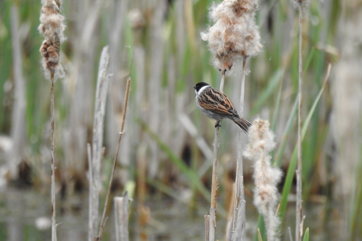 Reed Bunting - Peter Hines
