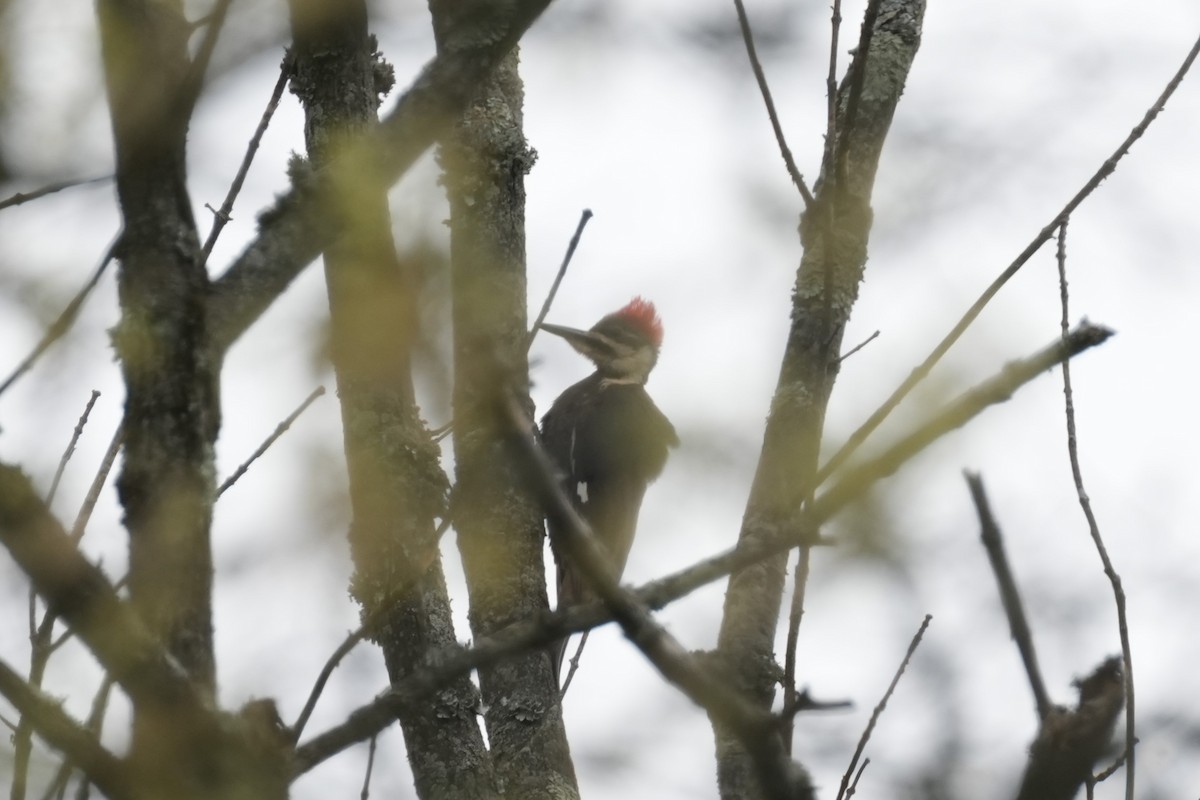 Pileated Woodpecker - ML618031442