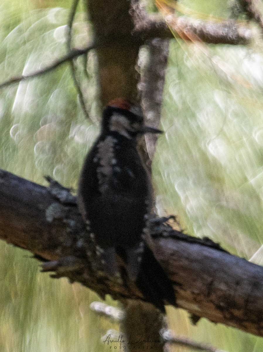 Hairy Woodpecker - Arnulfo López