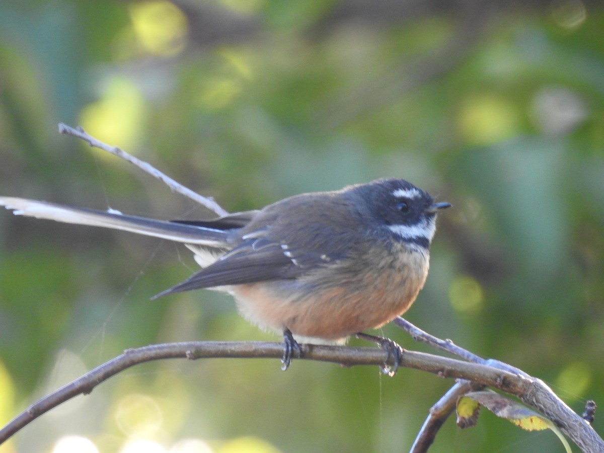 New Zealand Fantail - Marco Costa